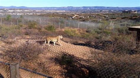 Out of Africa Wildlife Park - Part 3 - Feeding Time - YouTube