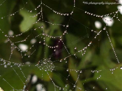 Dew Drops On Spider Web | Nature, Cultural, and Travel Photography Blog