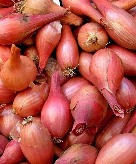 French Red Shallot Spring-Shipped Bulb Sets - Shallots - Fruits ...