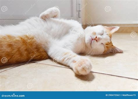 Ginger and White Cat Sleeping Upside Down on the Floor beside the Door in a House. Stock Photo ...