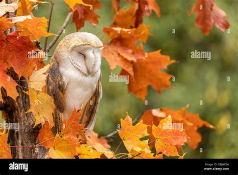 Sleeping bird tree hi-res stock photography and images - Alamy