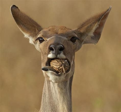 Kudu eating fruit from the Sausage tree Okapi, Kudu, Kruger National Park, Orange Tabby, African ...