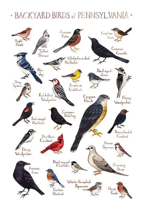 Pennsylvania Backyard Birds Field Guide Art Print