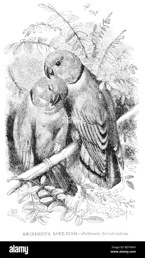 swinderns love bird psittacula swinderniana Stock Photo - Alamy