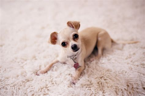 How To Train A Teacup Chihuahua Puppy at Samantha Whitaker blog