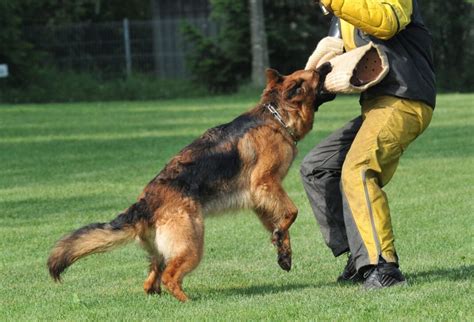 How to Train Your German Shepherd to be a Guard Dog