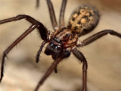 Spider Activity In New Jersey | Types Of Spiders In NJ