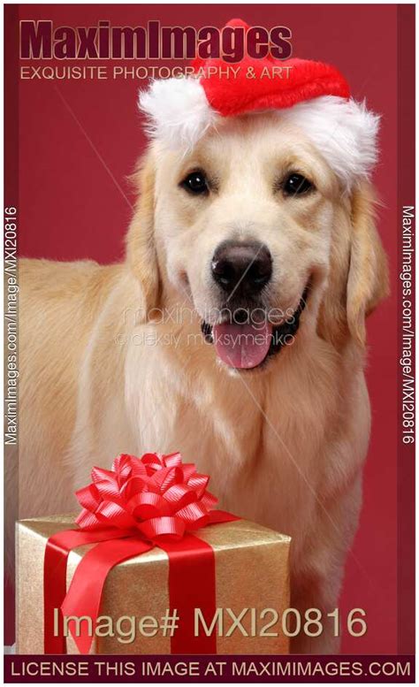 Photo of Golden Retriever in Santa Hat | Stock Image MXI20816