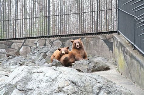 Bear Cubs | Black Bear cubs enjoying the day. | Mark Skrobola | Flickr