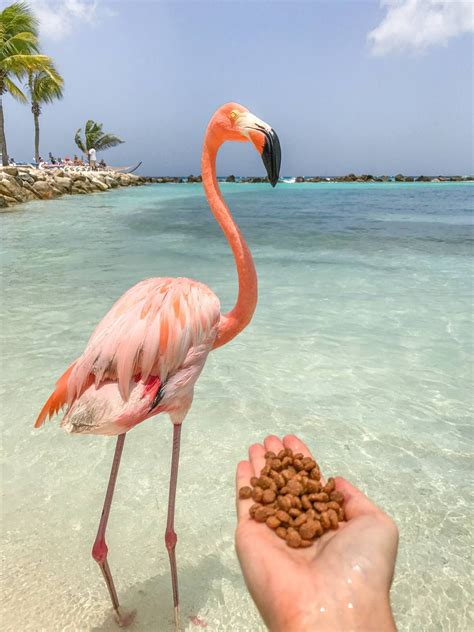 How to Visit Flamingos in Aruba: Renaissance Private Island