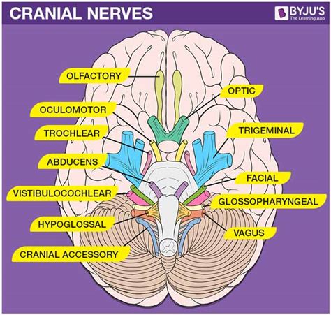 Cranial Nerves - Cranial Nerves List And Their Functions