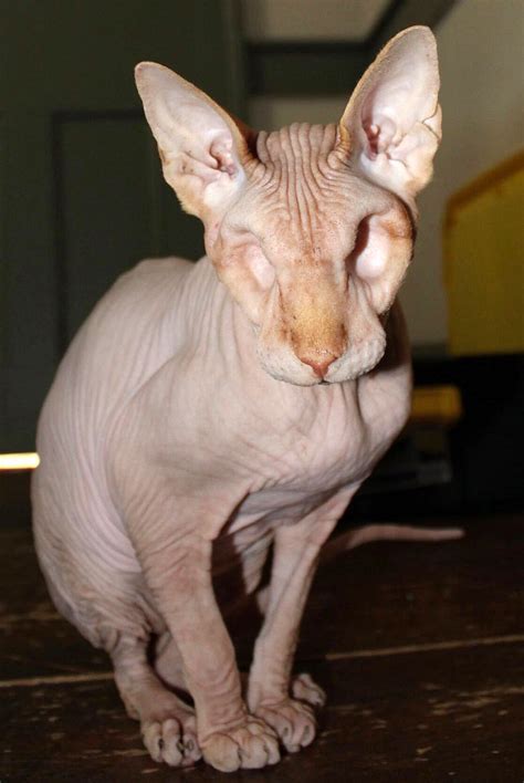 Hairless, Eyeless Cat Named Jasper Is a Viral Internet Star