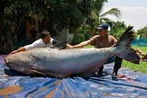 646-pound catfish believed to be world's largest fish