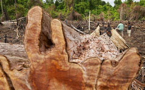 Biomass burning booms in East Asia despite Paris Agreement goals | News ...