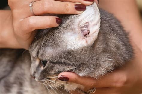 Ear Mites in Cats | Yucaipa Vets