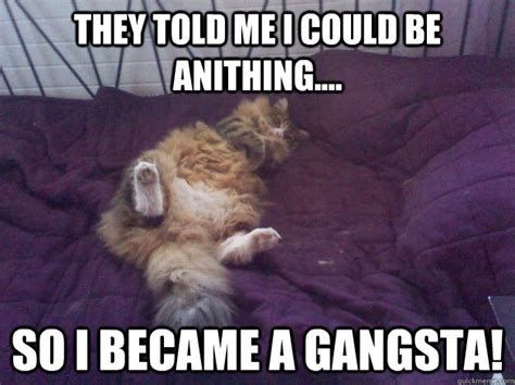 gangsta cat memes | quickmeme