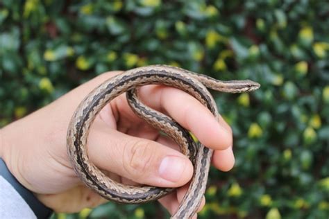 Madagascar Big Eye Snake More Colubrid by The Breeding Laboratory