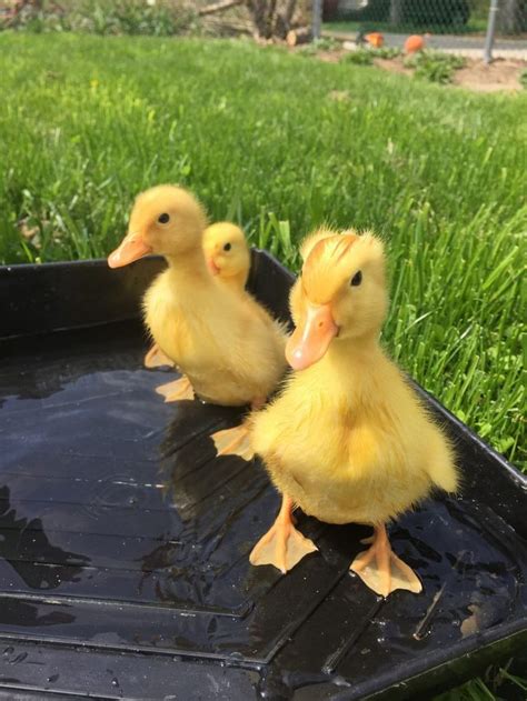 Raising Pekin Ducks - Backyard Poultry | Cute ducklings, Pet ducks, Cute funny animals