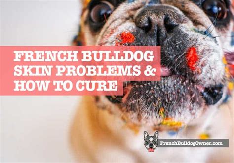 31 Best Pictures French Bulldog Allergies Eyes : French Bulldog Facts ...