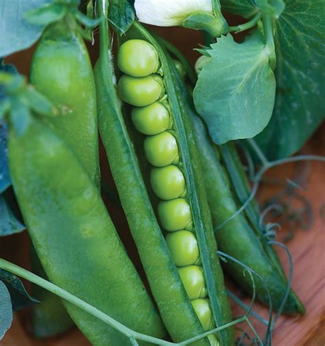 Plant peas now! 10 tips to guarantee gardening success with this cool ...