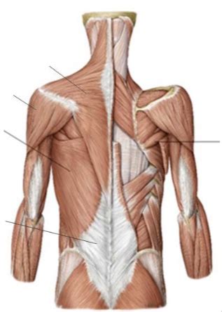 Thoracic Posterior Muscles Unlabeled