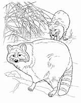 Free Printable Raccoon Coloring Pages For Kids sketch template