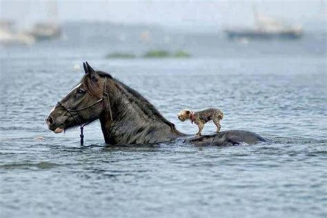 20 Beautiful Images Showing an Animal's Unconditional Love