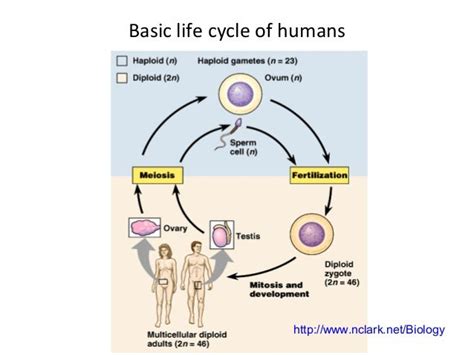 Biology Sexual reproduction in mammals