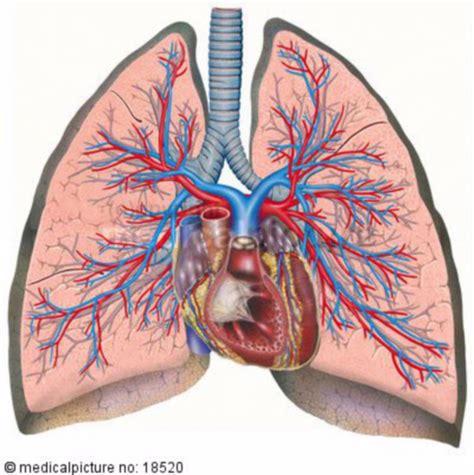 Heart, Lung, Blood circulation - DocCheck