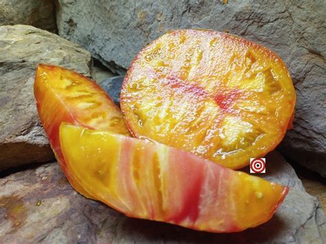 Best Orange Dwarf Tomatoes Dwarf Suz's Beauty Tomato Seeds. - Bounty ...