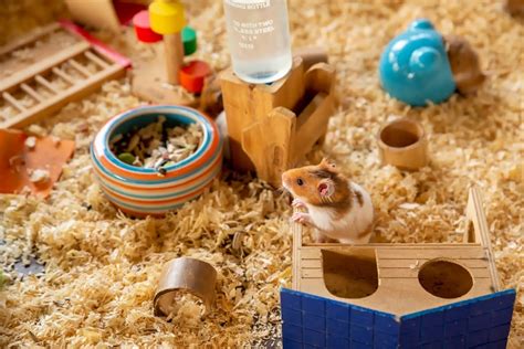 Artgerechte Hamsterhaltung - Tipps & Tricks | Stallbedarf24 Ratgeber