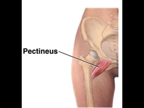 Pectineus exercise - YouTube