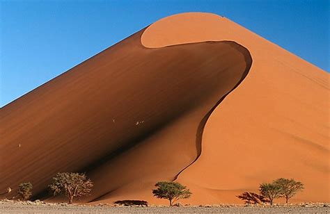 Animals That Live in the Namib Desert - WorldAtlas