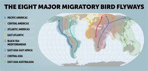 La migración de las aves: millones de pequeños héroes