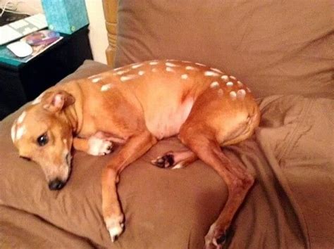 Italian Greyhound "Carmen", AKA the fawn, in her Halloween Costume. | Pet halloween costumes ...