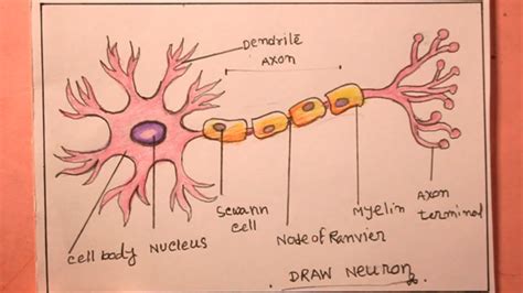 Draw And Label A Neuron