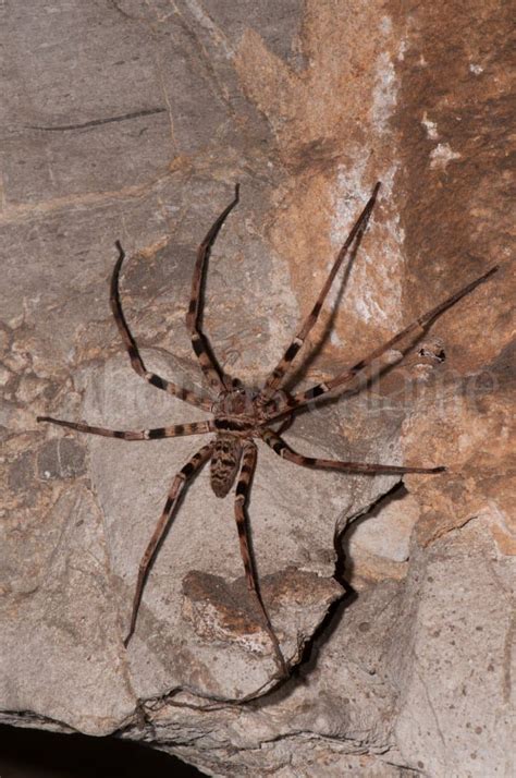 12 Giant Huntsman Spider Facts - Fact Animal