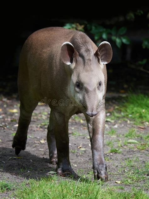 South American Tapir Tapirus Terrestris Stock Image - Image of wildlife, south: 91490661