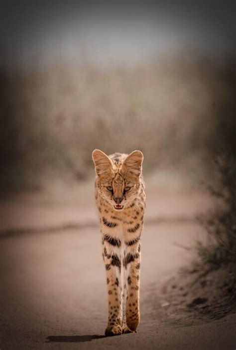 The African serval • AnimalTalk