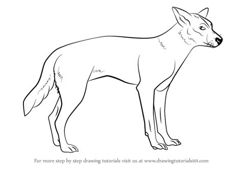 Step by Step How to Draw a Dingo : DrawingTutorials101.com