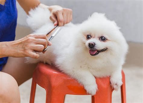Is It Easy To Groom Your Own Dog
