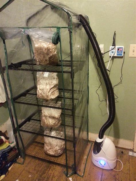 My recently built mushroom fruiting chamber, with four bags of oyster mushrooms nearly ready to ...