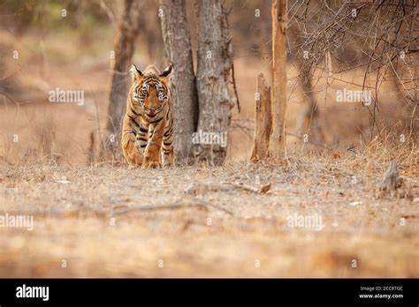 Beautiful tiger in the nature habitat. Tiger pose in amazing light ...