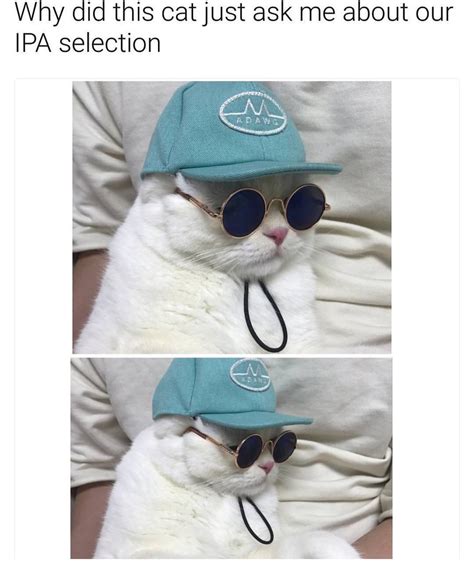 Because he's a cool cat. : r/memes