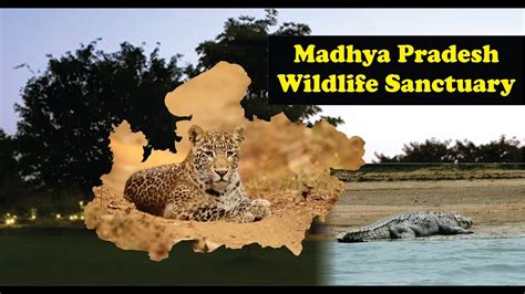 Madhya Pradesh Biggest Wildlife Sanctuaries & National Parks | MP Tourism | Tiger Reserve MP ...