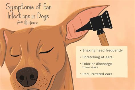 Ear Infections in Dogs