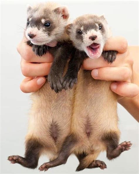 U.S. Department of the on Instagram: “Did you know that a group of black footed ferrets is ...