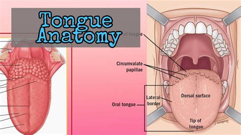 Tongue | Surface Anatomy of the Tongue | Head and Neck | Human Anatomy ...