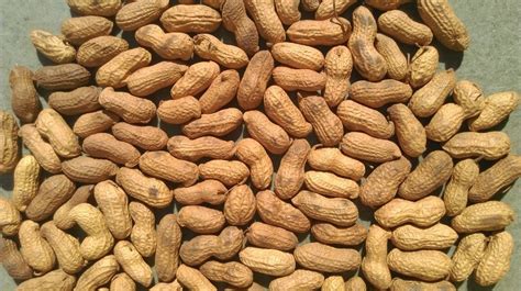 Fresh Peanuts at Rs 70/kilogram | Peanut in Jaipur | ID: 11689392188