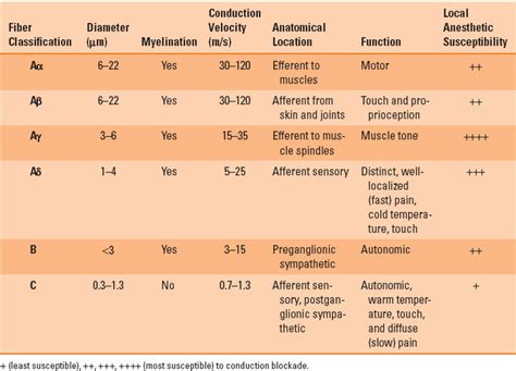 Anesthetic Agents Nerve Fibers